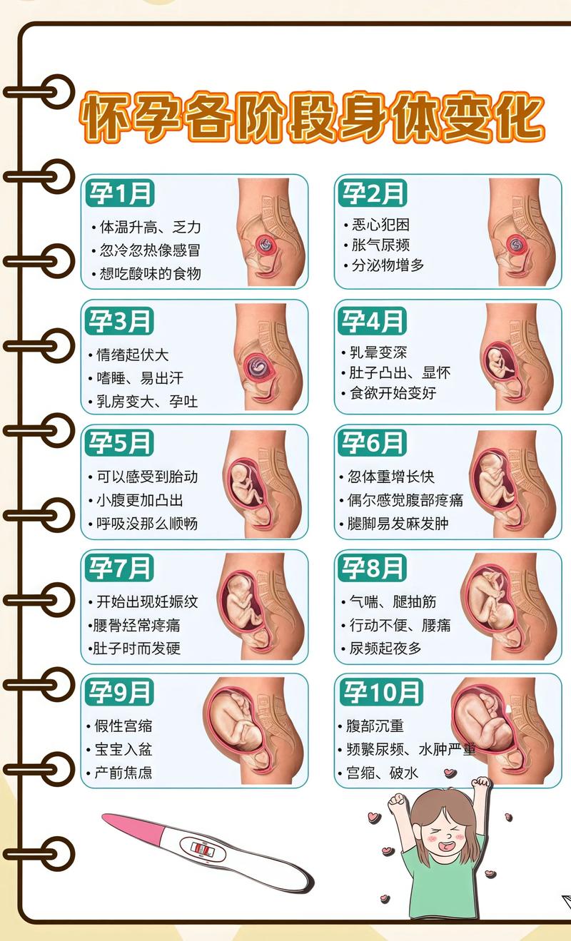 揭秘供卵代孕妈妈怀孕小腹分两节，孕期变化的奥秘浦东代生机构: